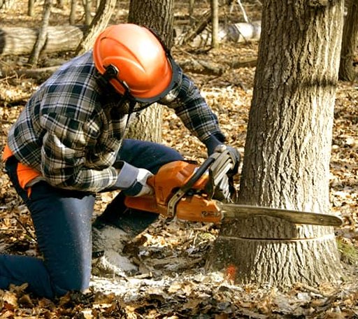 Tree Removal in Belfast, ME